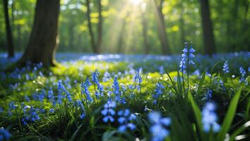 Bluebells in the forest with sunlight shining through the trees photo