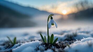Blooming Snowdrop Flower in Winter Landscape at Sunrise with Snow photo