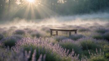 Bench in Lavender Field Under Morning Mist with Sun Rays photo