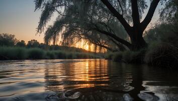 Calm River Flowing Under Weeping Willow at Sunrise with Reflections photo
