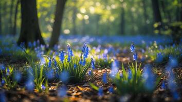Blooming Bluebells in Spring Forest Ground with Sun Light Shining Through photo