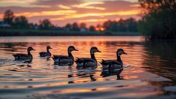 Ducks Swimming on Lake at Sunset with Vibrant Sky Reflection photo