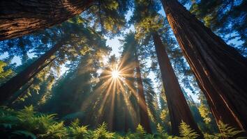 Looking Up at Tall Trees with Sunlight Bursting Through Canopy photo