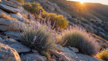 Lavender Blooms on Rocky Hillside at Sunset with Golden Light photo
