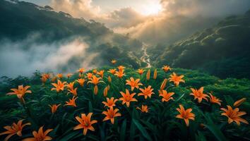 Blooming Orange Lilies on Hillside with Misty Valley at Sunrise photo