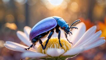 Beetle Climbing on Daisy Flower in Warm Sunny Natural Setting photo
