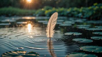 Floating Feather Creates Ripples on Pond Surface at Golden Hour photo