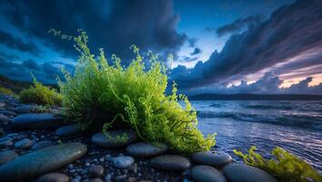 Bright Green Plant on Rocky Beach Against Dramatic Cloudy Sunset Sky photo