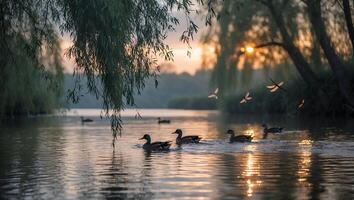 Ducks Swimming on Lake at Sunset with Golden Light Reflections photo