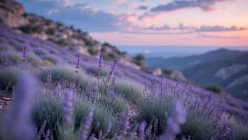 Blooming Lavender Field on Hillside at Dusk with Soft Sunset Glow photo