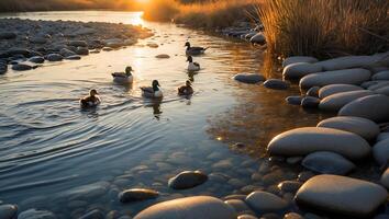 Ducks Swiming in Calm River at Sunset with Rocky Banks photo