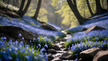 Stream Flowing Through Bluebell Flowers in Forest During Spring Season photo