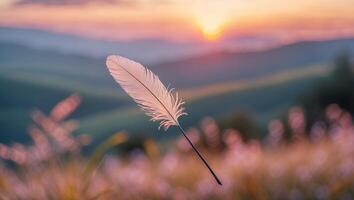 Floating Feather in a Field at Sunset with Mountain View photo