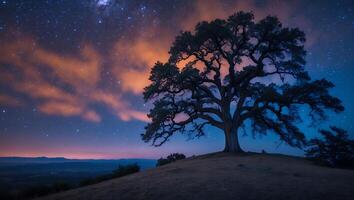 Lone Tree Silhouetted Against Night Sky with Stars and Clouds photo