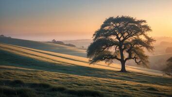 Lone Tree on Rolling Hills at Sunrise with Warm Light photo