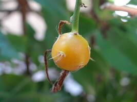 Close-up of a vibrant yellow berry on a plant stem, possibly a weed, with subtle green foliage in the soft background photo