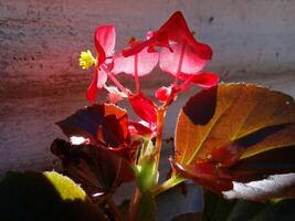 Close-up of vibrant red begonia flowers with green and bronze leaves, dramatically backlit against a textured wall, showcasing intricate details and natural beauty photo