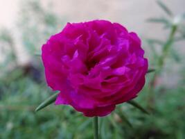 Close-up of a vibrant fuchsia Portulaca grandiflora Moss Rose in full bloom, showcasing its ruffled petals and intense color against a soft green background photo
