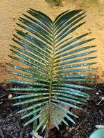 Close-up of a vibrant green cycad leaf with small white spots, emerging from dark soil against a textured yellow wall, showcasing natural patterns photo