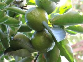 Close-up of two bright green limes hanging on a tree branch amidst lush leaves, bathed in natural sunlight, showcasing fresh citrus fruit photo