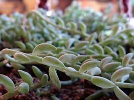 A close-up, shallow depth of field shot of a String of Bananas succulent Curio radicans, showcasing its distinctive elongated, bean-shaped green leaves trailing in soft focus photo