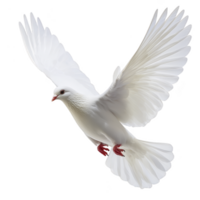 White dove with outstretched wings gracefully soars through air, symbolizing peace and freedom. Its feathers are pristine and its eyes are focused, creating serene and uplifting image png