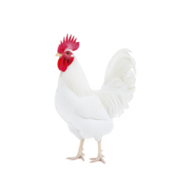 White rooster with vibrant red comb and wattles stands against plain background, showcasing its elegant feathers and proud stance png