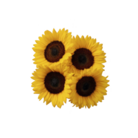 Four vibrant sunflowers with bright yellow petals and dark centers are arranged in cluster, creating cheerful and lively display. flowers are isolated on plain background png
