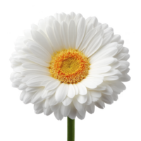 Vibrant white gerbera daisy with bright yellow center stands out against plain background, showcasing its delicate petals and natural beauty png