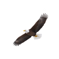 Majestic bald eagle soars through sky with its wings fully extended, showcasing its powerful presence and grace. bird white head and tail contrast with its dark brown body png