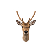 Realistic illustration of deer head with antlers, isolated on transparency background, showcasing detailed fur texture and lifelike features png