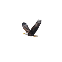 Majestic bald eagle soars through sky, showcasing its impressive wingspan and powerful presence. bird white head and tail contrast with its dark brown body, symbolizing freedom and strength png