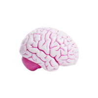 Realistic model of human brain with pink and white colors, showcasing detailed folds and grooves, isolated on transparency background png