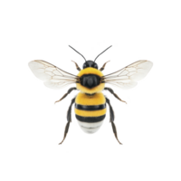 Detailed illustration of bee with vibrant yellow and black stripes, translucent wings, and fuzzy body, showcasing its intricate features. bee is isolated on transparency background png