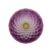 Symmetrical arrangement of purple and white petals forms mandala like pattern, creating sense of harmony and balance. intricate design is visually captivating and soothing png