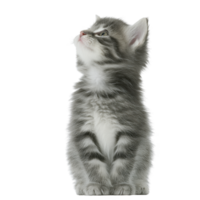 Fluffy gray tabby kitten sits attentively, gazing upwards with curiosity. Its soft fur and striking stripes are highlighted against plain background, capturing moment of playful innocence png