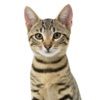 Cute tabby cat with striking stripes and attentive eyes sits against plain background, showcasing its curious and alert nature. cat fur pattern is distinct and beautiful png
