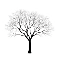 Detailed illustration of leafless tree with intricate branches against transparent background, showcasing stark and artistic design png