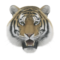 Realistic illustration of tiger face, showcasing its fierce expression and detailed fur pattern. image captures tiger intense gaze and distinctive stripes, emphasizing its majestic presence png