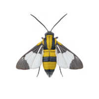 Vibrant moth with striking yellow, black, and white patterns on its wings, displayed against plain background. intricate design and vivid colors make it captivating subject for nature enthusiasts png