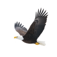 Majestic bald eagle soars through sky, its powerful wings fully extended and its sharp eyes focused. bird striking white head contrasts with its dark brown body, symbolizing freedom and strength png