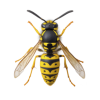 Close up image of yellow and black wasp with detailed wings and antennae, showcasing its vibrant colors and intricate patterns. wasp is isolated on transparency background png
