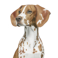 Brown and white spotted dog with large ears and focused expression sits against transparency background. dog coat is smooth, and its posture is attentive, suggesting alertness png