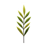 Single green leaf branch with multiple leaves arranged symmetrically on transparency background, showcasing natural and minimalist design png