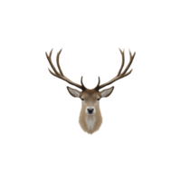 Majestic deer with large antlers is centered against plain background, showcasing its natural beauty and grace. detailed antlers and serene expression create striking image png