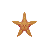 Vibrant orange starfish with intricate patterns on its surface, isolated on transparency background, showcasing its natural beauty and unique texture png