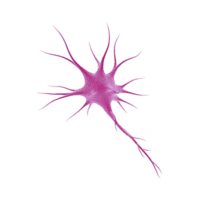 Detailed illustration of pink neuron with branching dendrites and long axon, showcasing complexity of neural structures. image highlights intricate design of nerve cells png