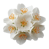 Cluster of delicate white jasmine flowers with vibrant orange stamens creates beautiful and fragrant display, symbolizing purity and elegance png