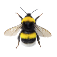 Close up image of bumblebee with vibrant yellow and black stripes, showcasing its delicate wings and fuzzy body. insect is isolated on transparency background png