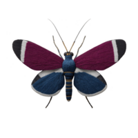 Colorful moth with vibrant magenta and blue wings, featuring distinct white bands, is displayed against plain background. intricate patterns and vivid colors create striking visual png